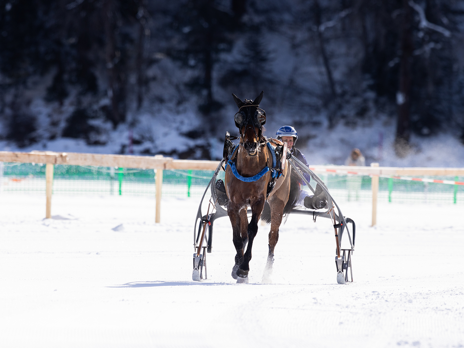 Winter-Trabrennen Ein Pferd zieht einen Sulky mit Fahrer bei einem Schneerennen.