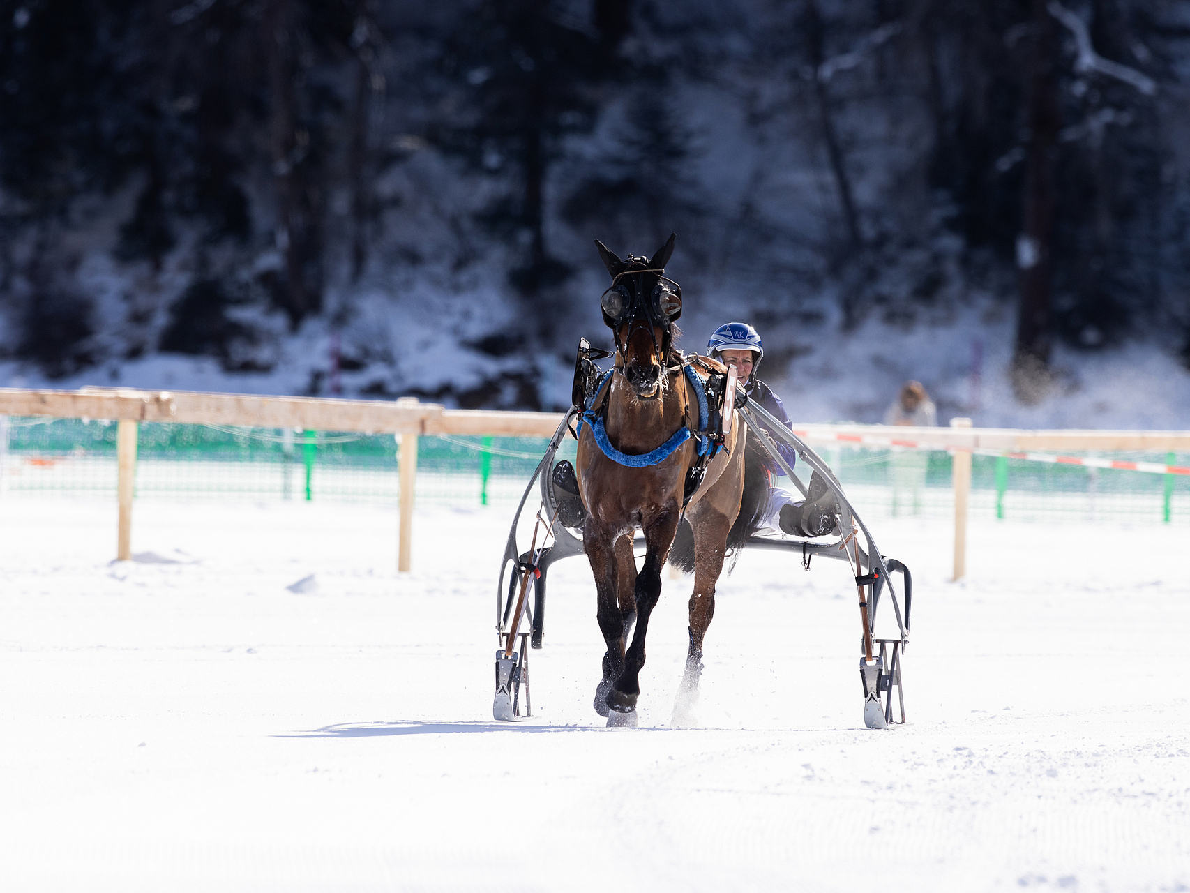 Winter-Trabrennen Ein Pferd zieht einen Sulky mit Fahrer bei einem Schneerennen.