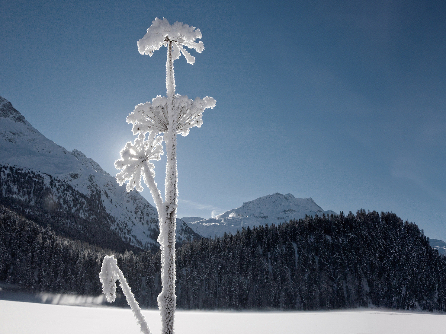 Verschneite Winterlandschaft Frostbedeckte Bärenklau im Vordergrund eines schneebedeckten Bergpanoramas.